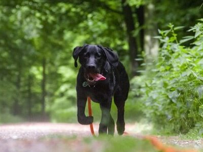 dog-g55e6f2c5b_640